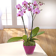 Plant Pink Orchid