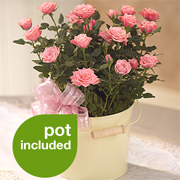 Sweet Rose Bucket