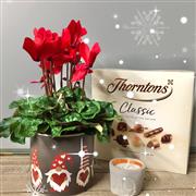 Cyclamen gift collection